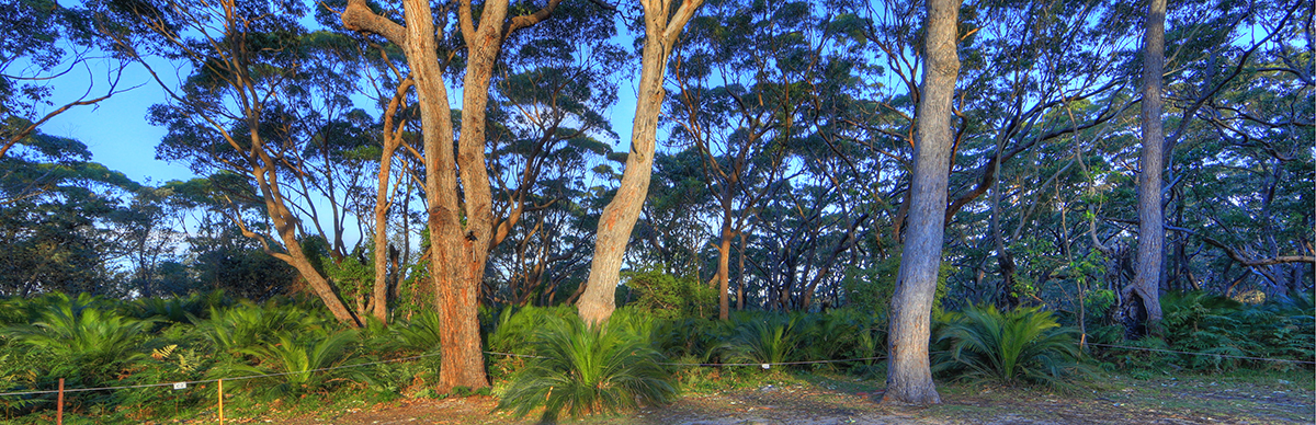 Nature watching - Kangaroos in and around the park