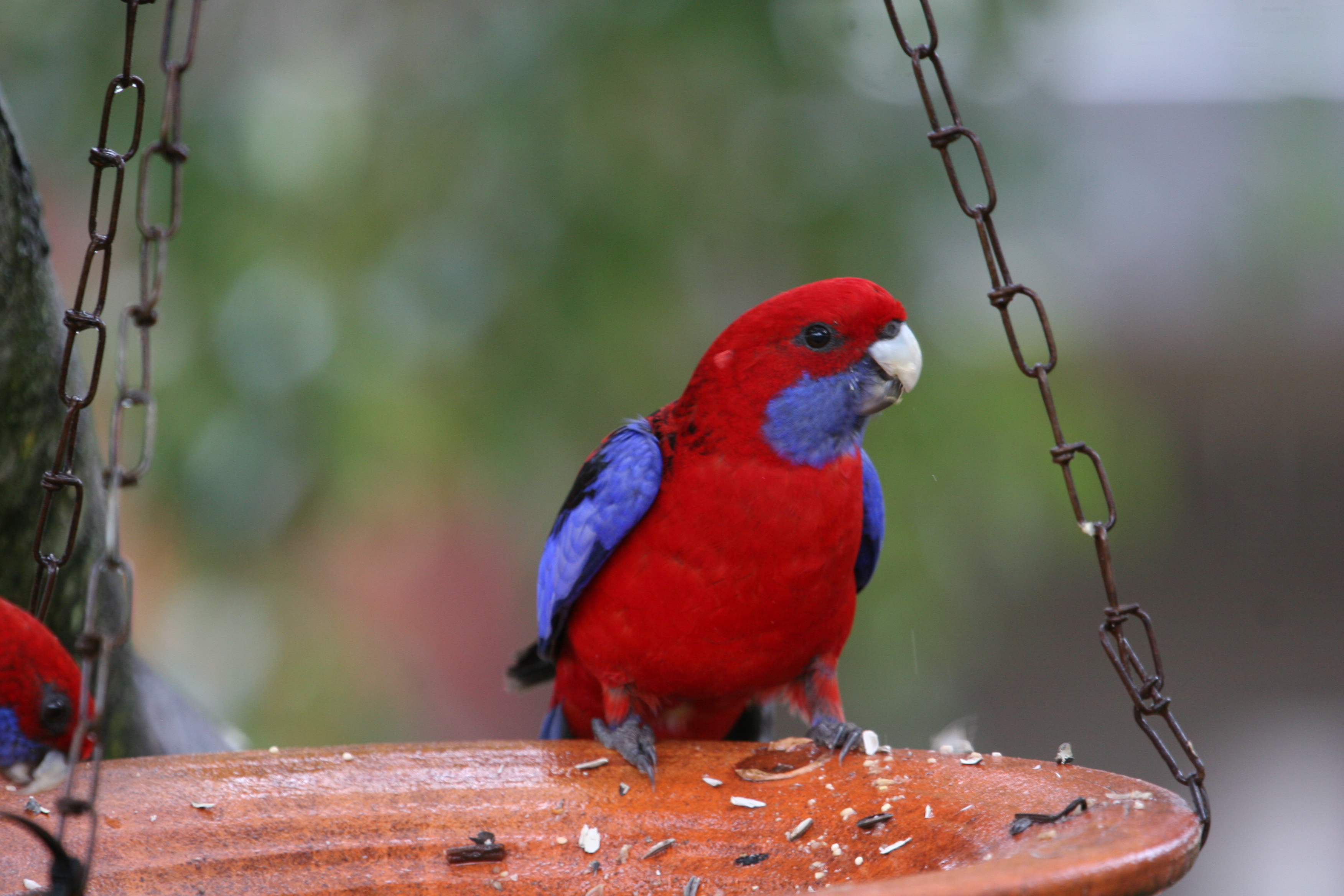 Bird watching 2