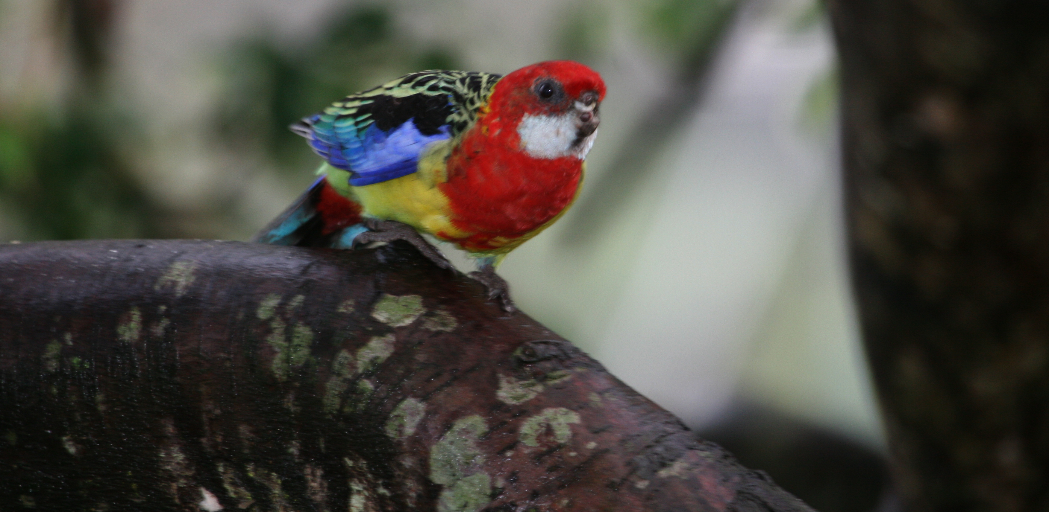 Bird watching 1